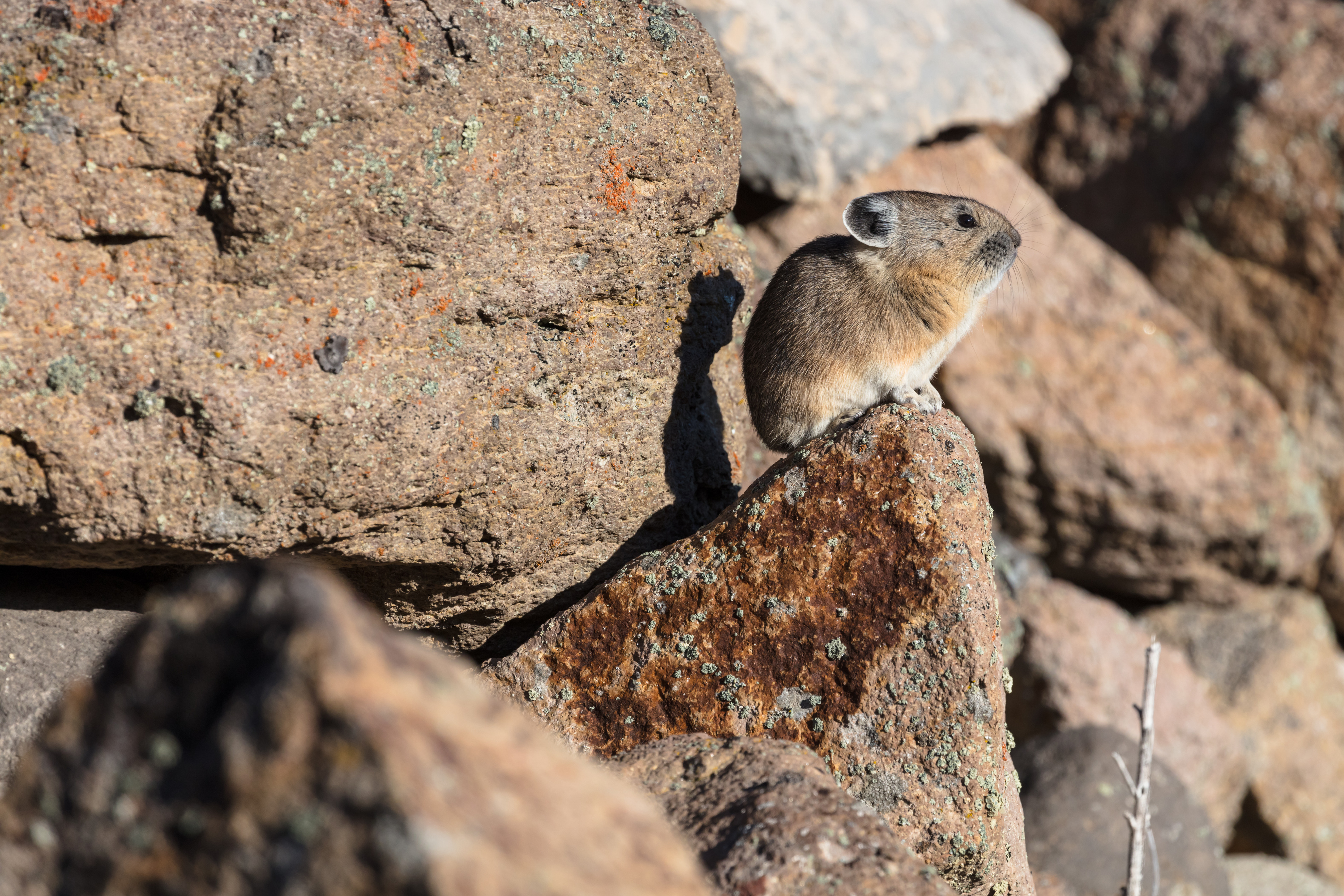 Pika sits on a rock in a boulder field.