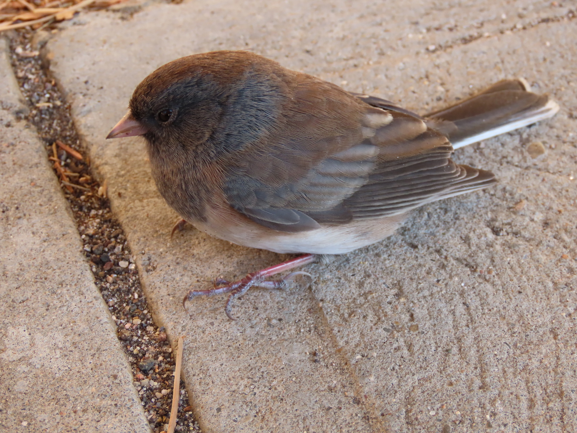 Dark-Eyed Junco sitting on cement