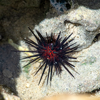 An urchin with black spines and a red body attached to rock in a tidal pool.