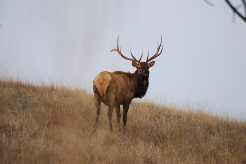 a male elk with large antlers looking over his shoulder