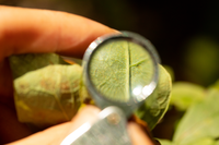 A hand holds an eyepiece up to a leaf, revealing gold specks