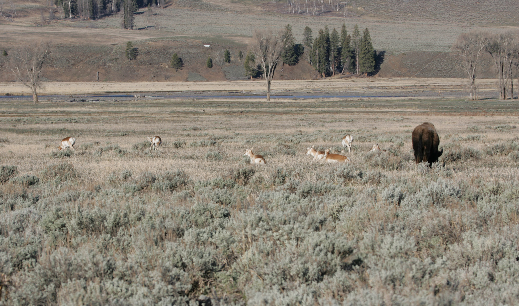One bison and seven pronghorn are in an open sagebrush field, some feeding, others resting.