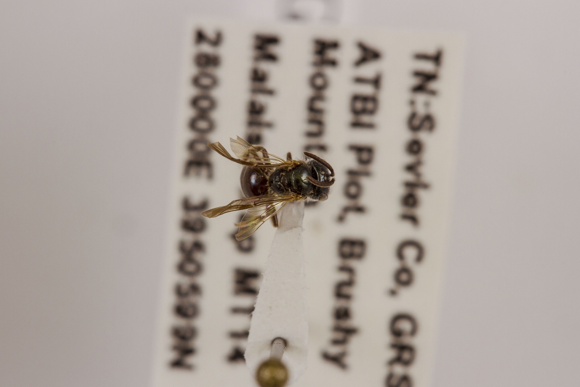 Image of Lasioglossum platyparium, a species of Animalia