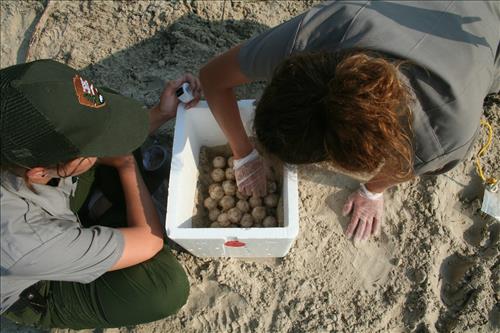 2009 Kemp's ridley sea turtle project at Padre Island National Seashore