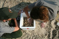 2009 Kemp's ridley sea turtle project at Padre Island National Seashore. In 2009, 117 Kemp's ridley sea turtle nests were found at Padre Island National seashore. This marks the sixth consecutive year that record numbers of Kemp's ridley nests have been recorded in the park since record keeping began in 1980.