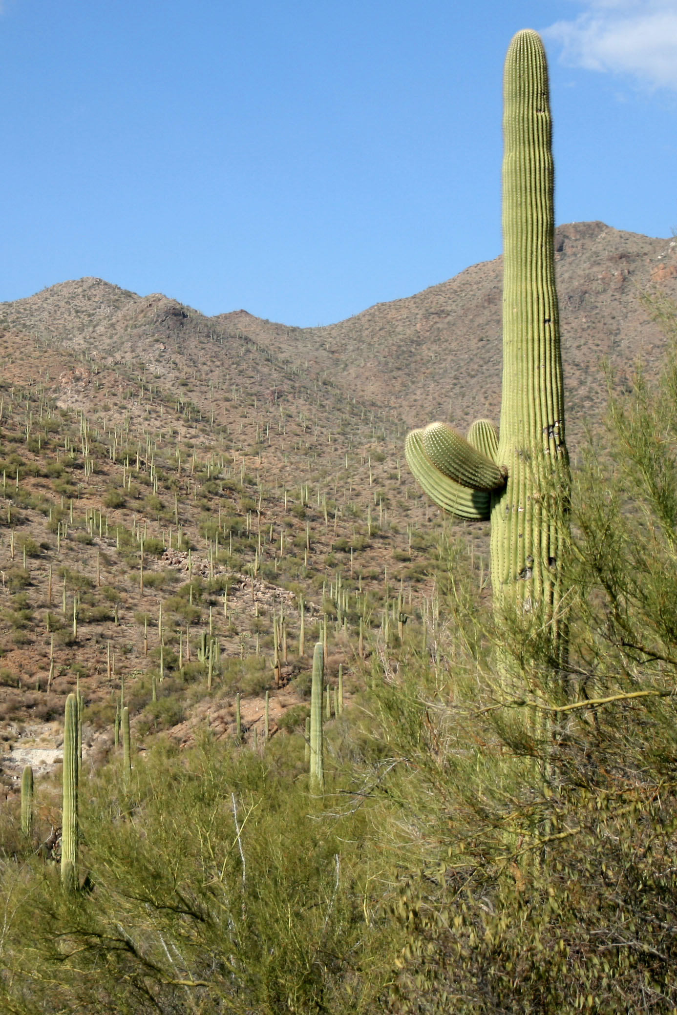 Saguaro cactus