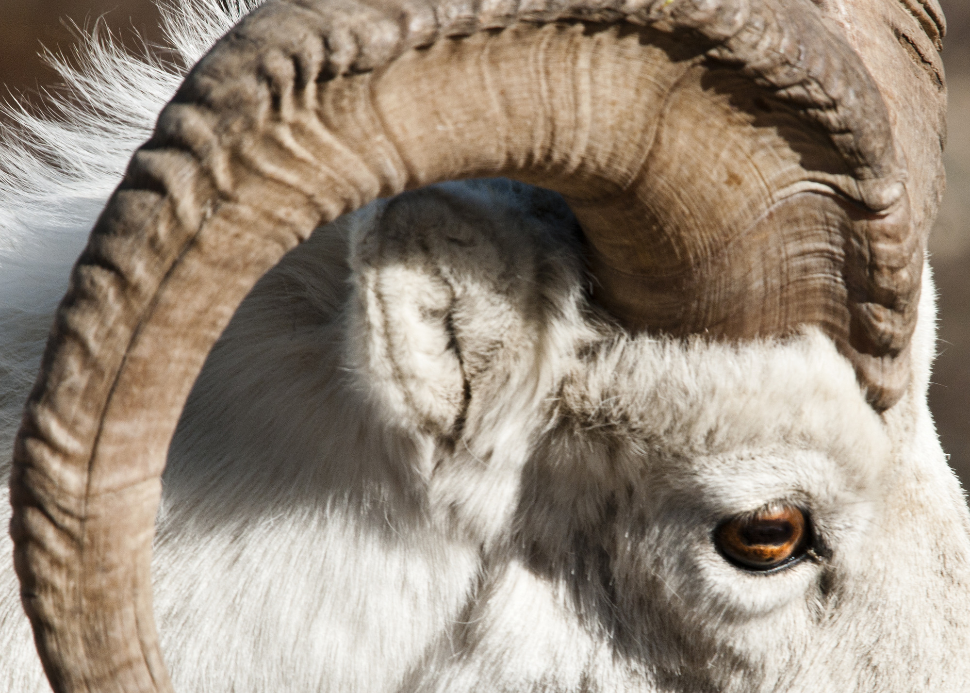 Closeup of the horn on a Dall sheep ram