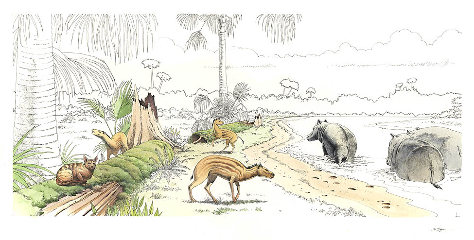 Scene of swampy jungle depicts flora and fauna during the Eocene period showing Hyracotherium (Eohippis), Uintacyon and Coryphodon.