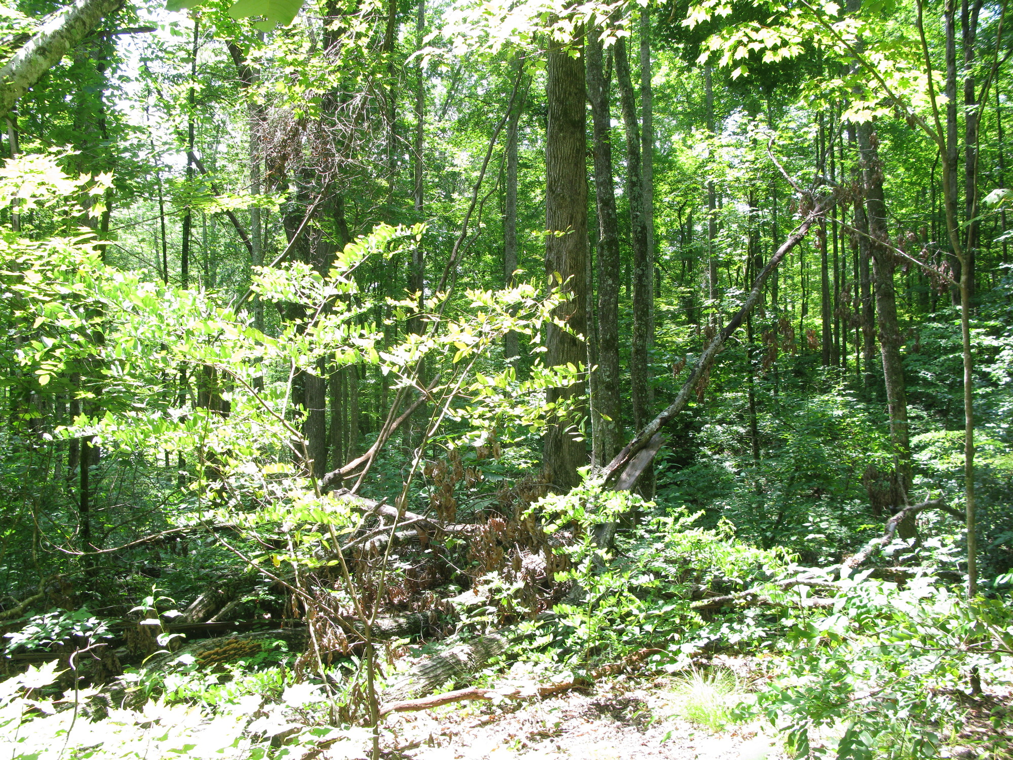 GRSM Accuracy Assessment. Plot Code: GRSM_AA_0284_4