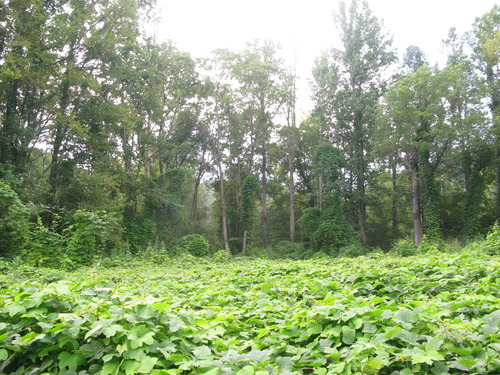 GRSM Accuracy Assessment. Plot Code: GRSM_AA_0347_4