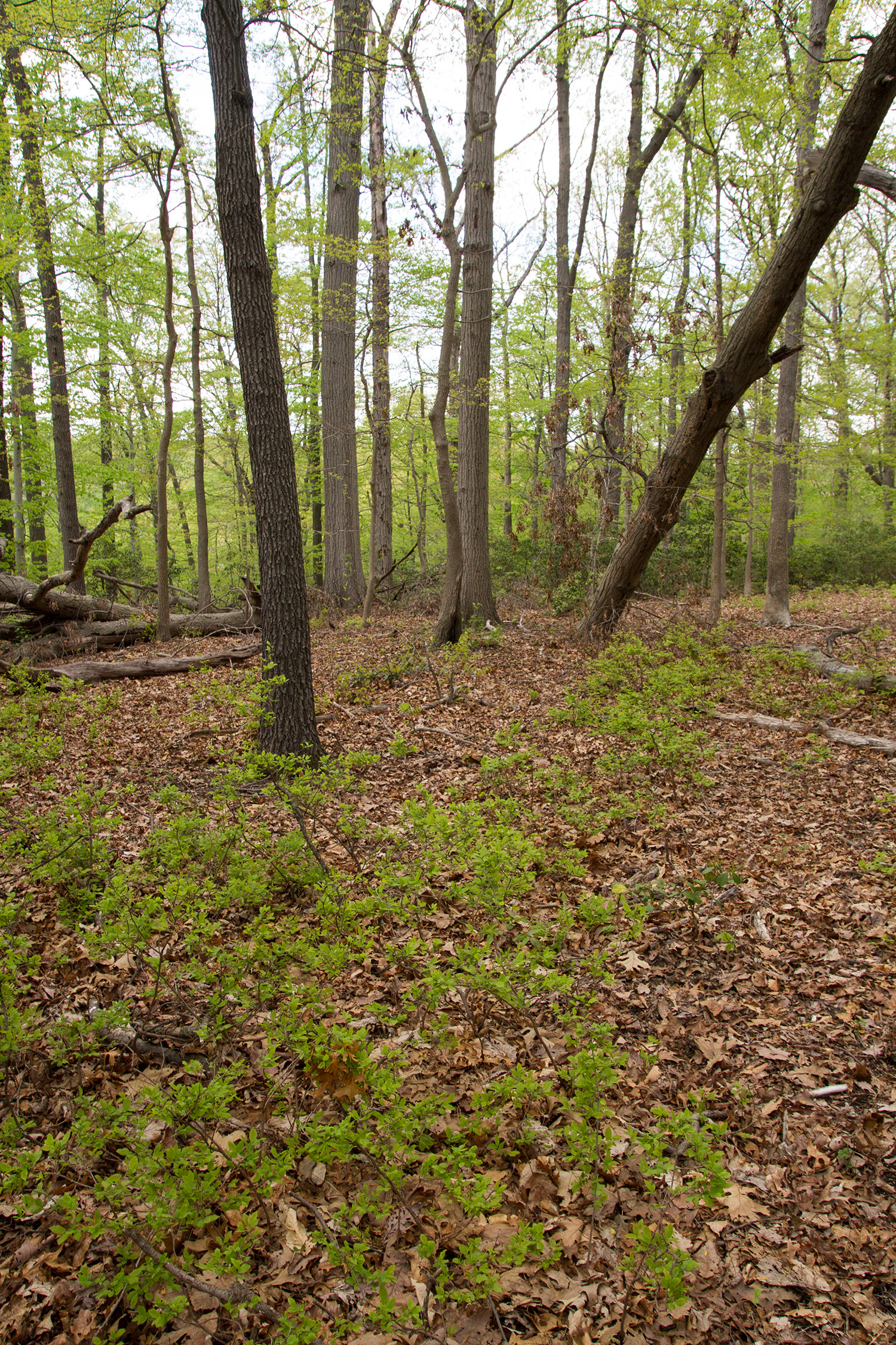 Mixed Oak / Heath Forest
