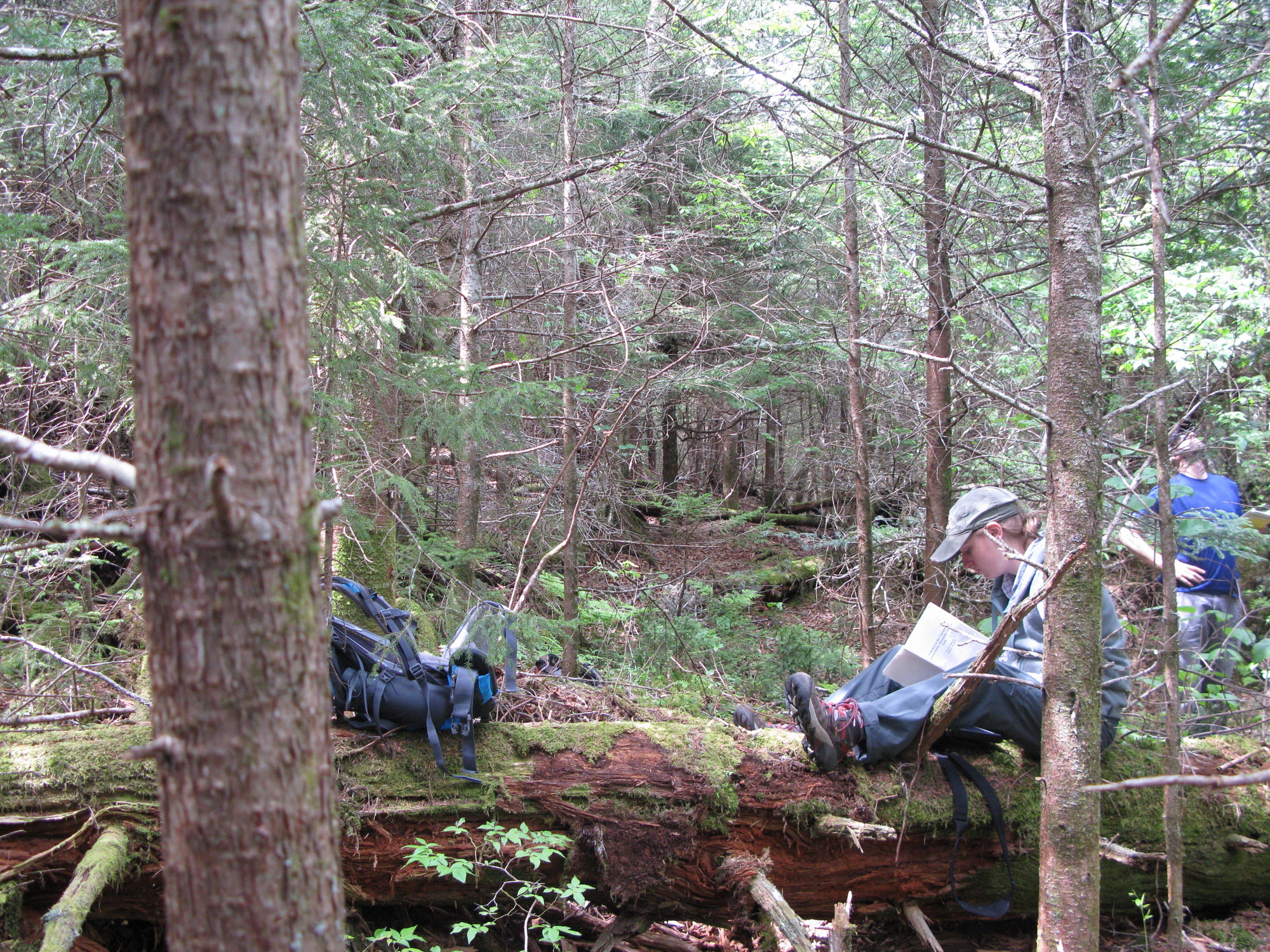 GRSM Accuracy Assessment. Plot Code: GRSM_AA_0176_2