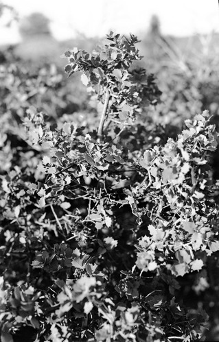 Leaves and branches of Quercus pungens, pungent oak.