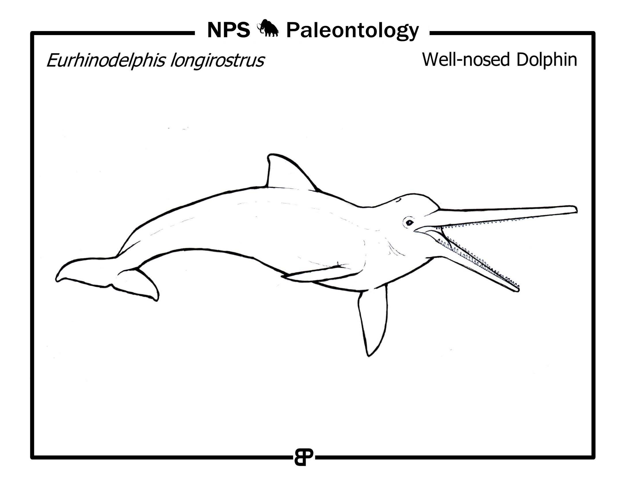 line drawing of a primitive long-nosed dolphin