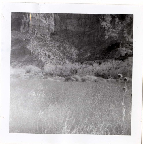 Brush clearing and removal.