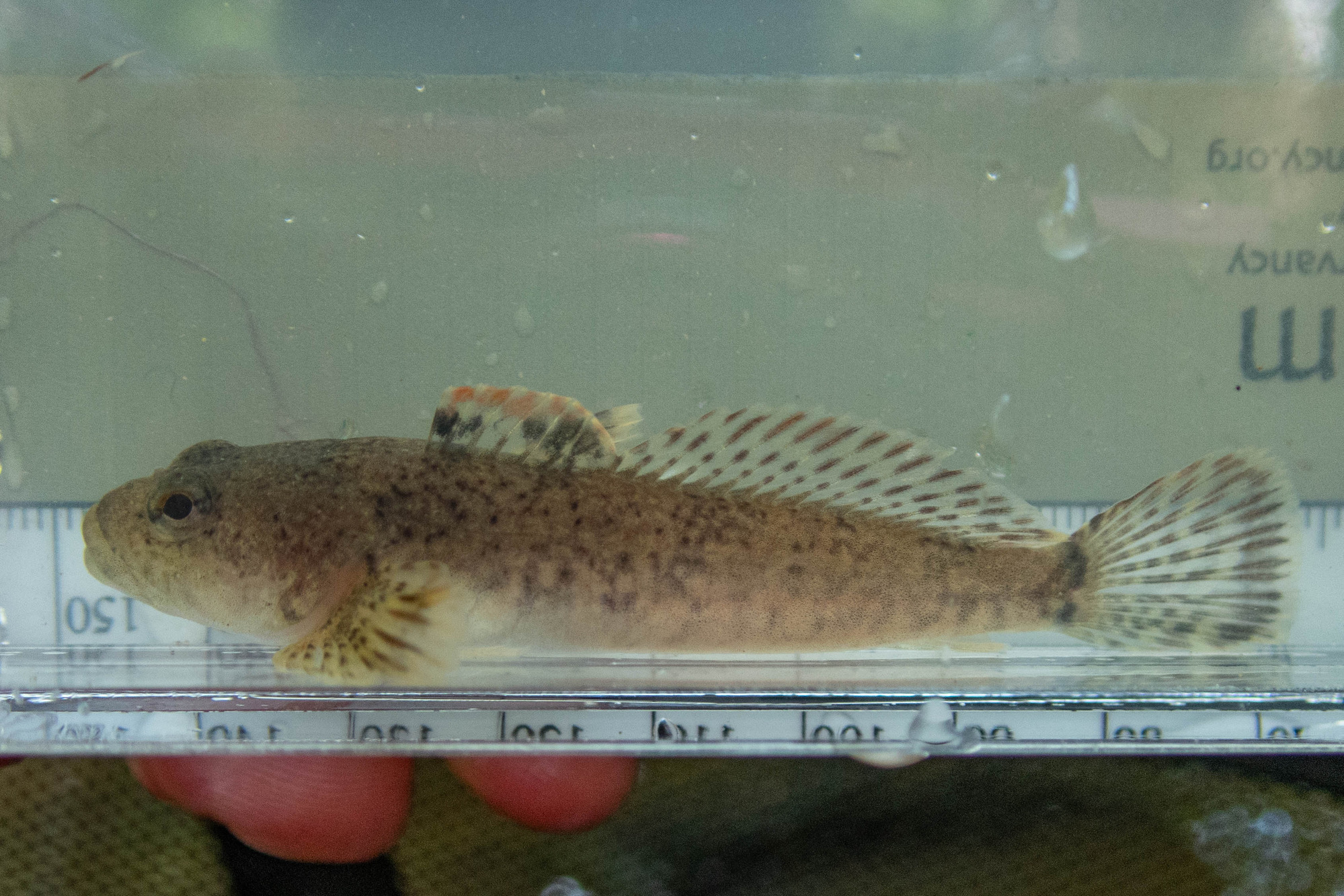 Cottus bairdii (mottled sculpin) - full body, adult