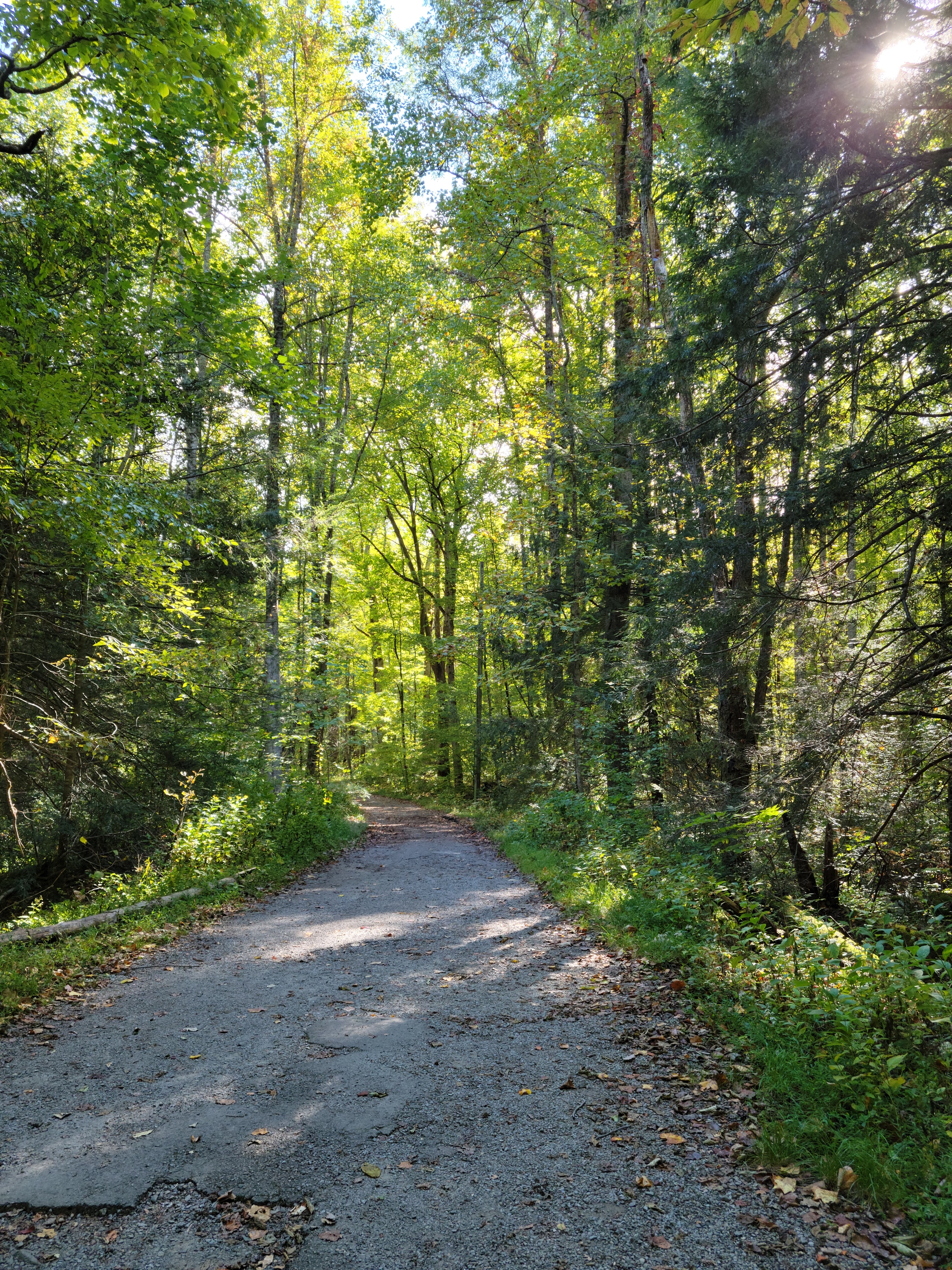 A wide trail through a forest with some cracked pavement.