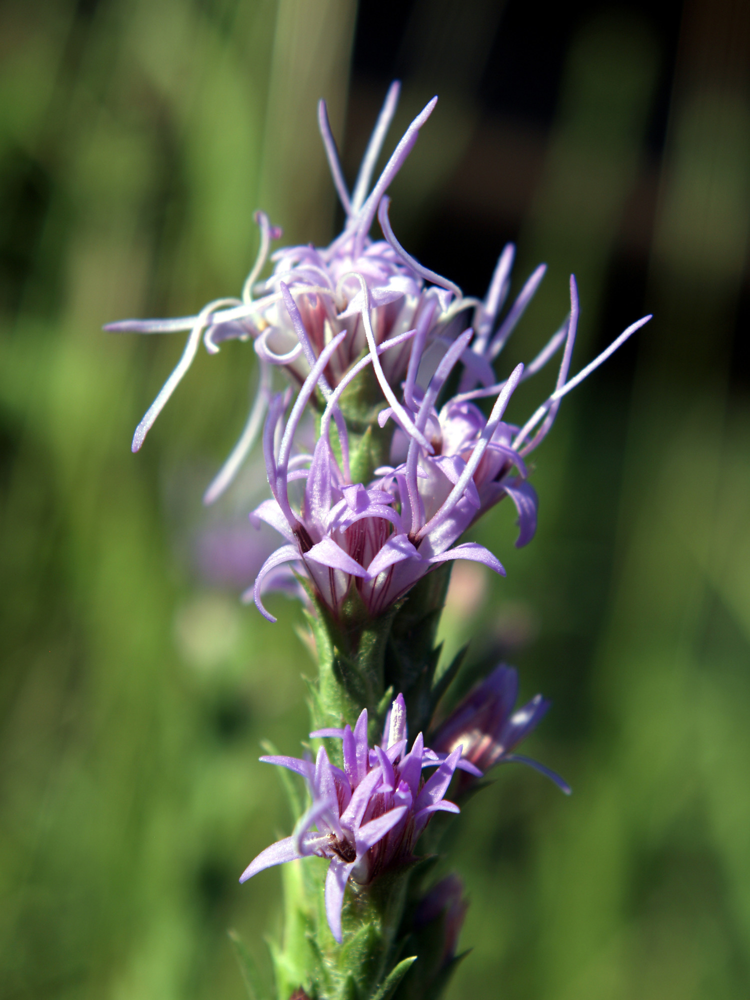 a tall green plant with many small purple flowers