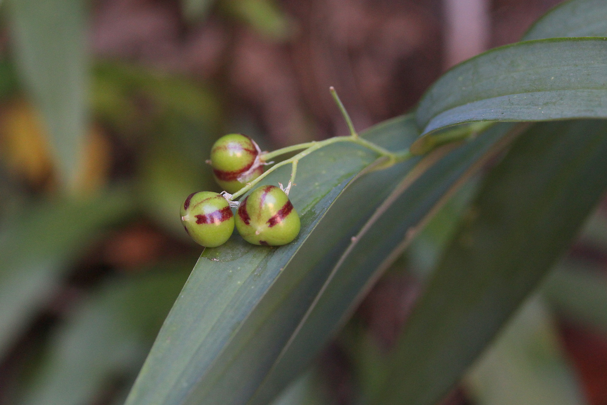 Smilacina stellata, Starry false Solomon's-seal