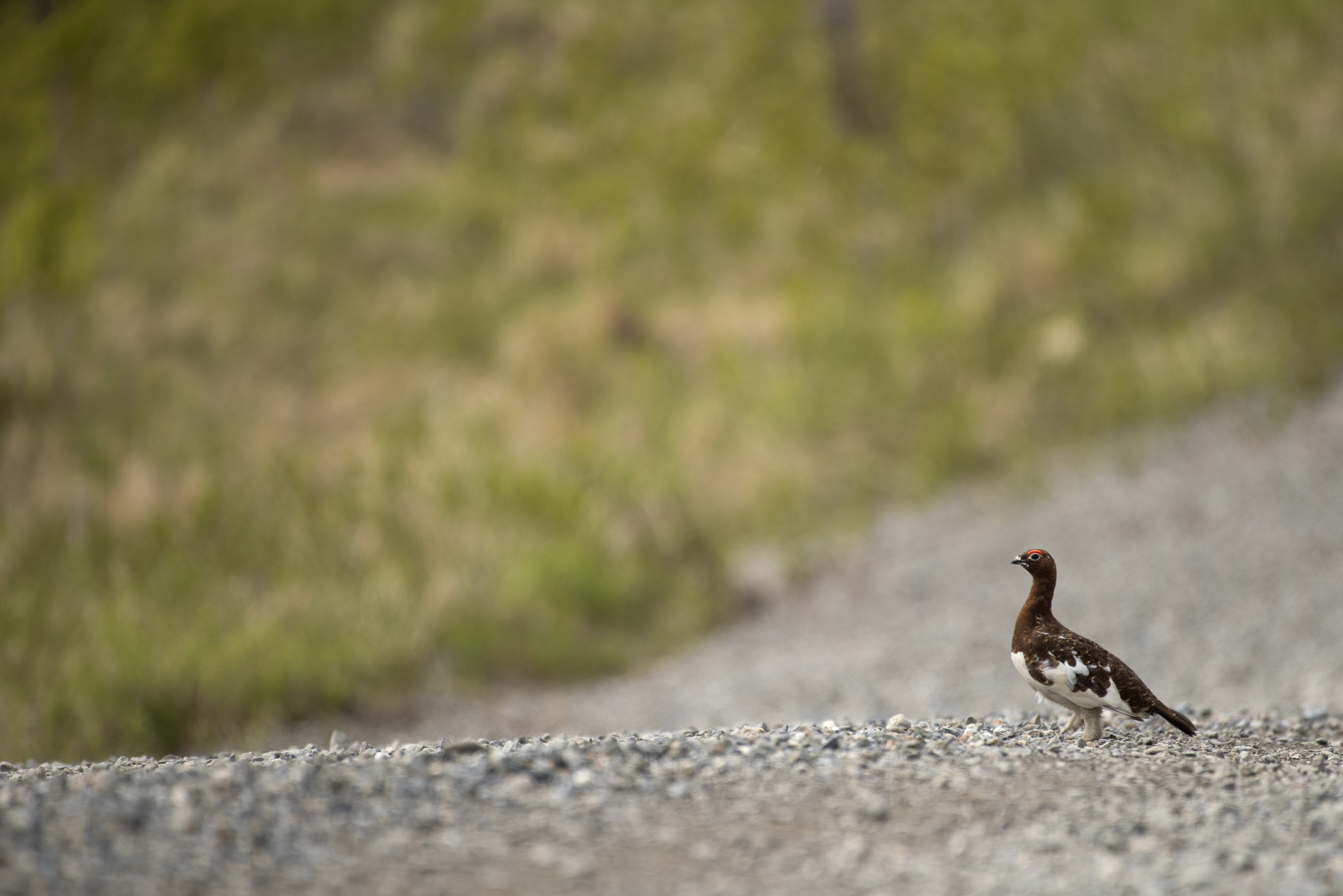 brown and white bird standing on a gravel road