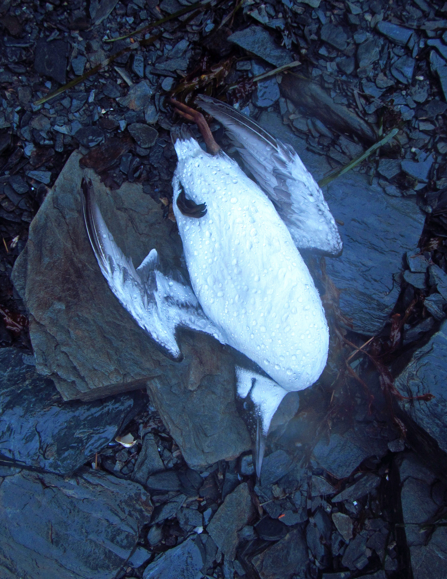 A dead seabird on the rocky shore.