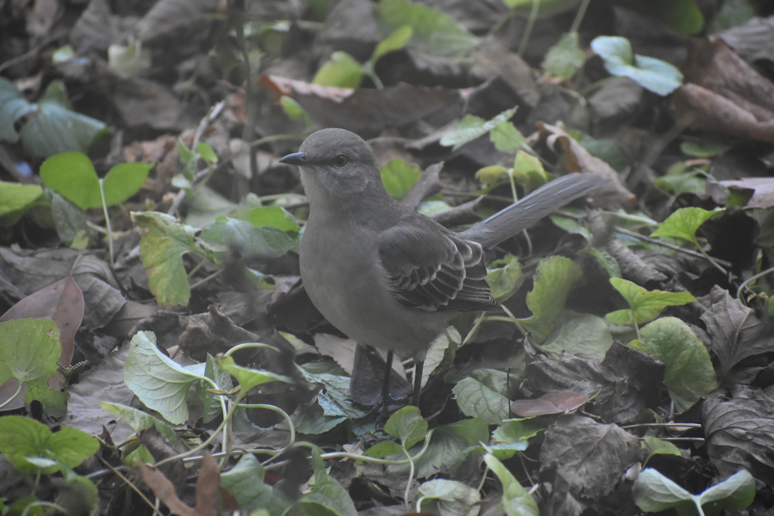 Northern mockingbird standing on dead leaves