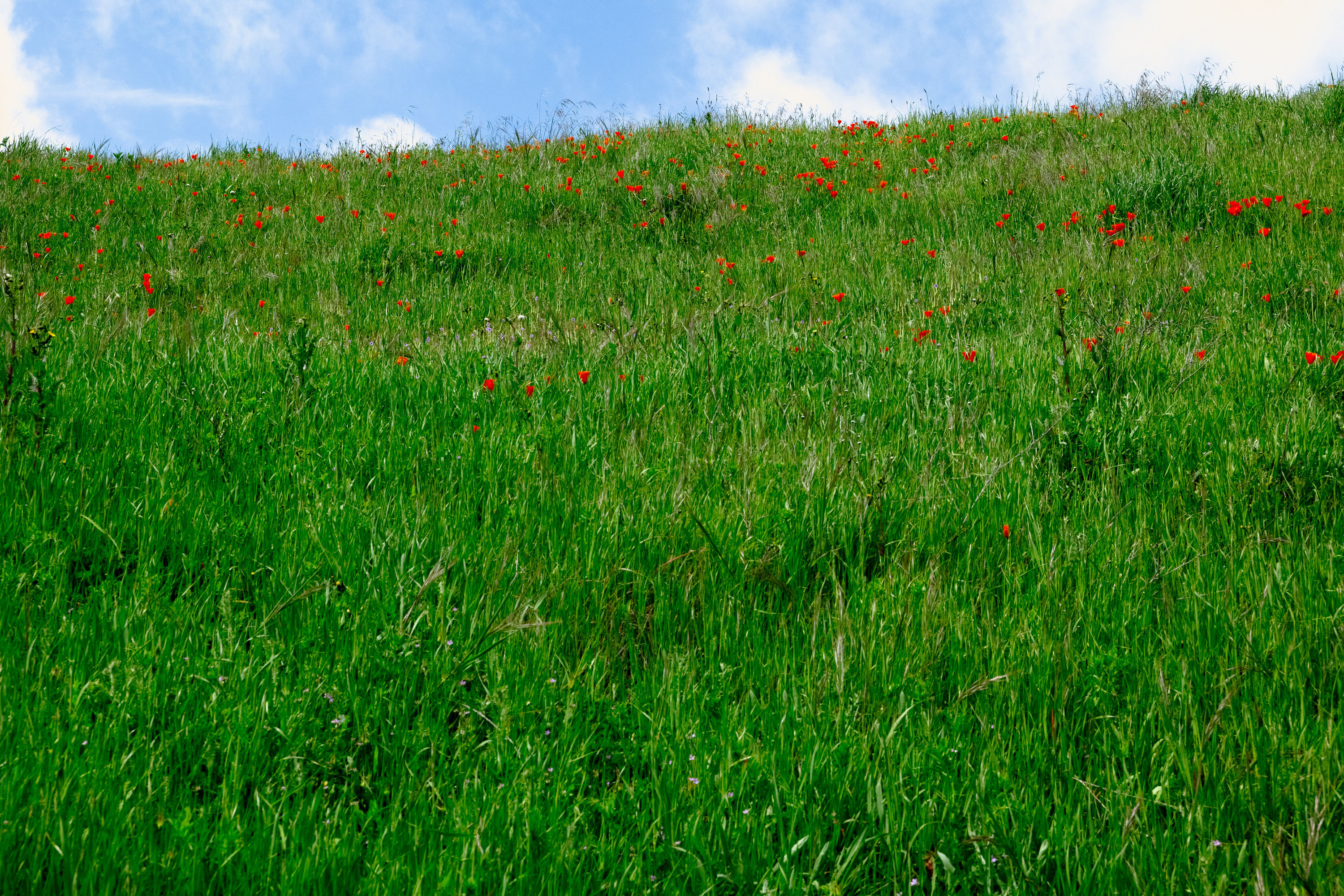 A grassy hillside dotted with orange California poppies