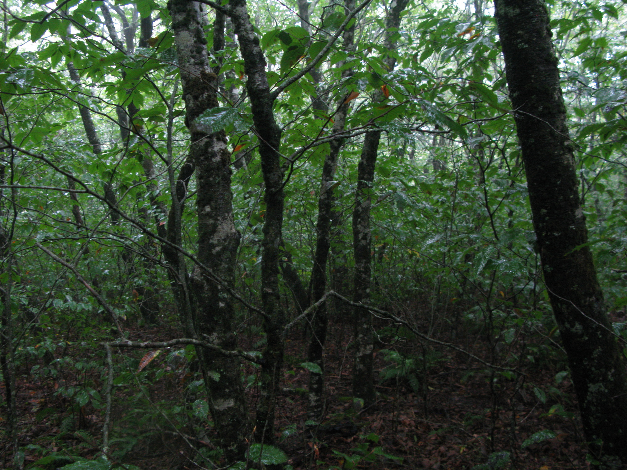 GRSM Accuracy Assessment. Plot Code: GRSM_AA_0699_3