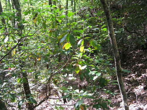 GRSM Accuracy Assessment. Plot Code: GRSM_AA_0059_5