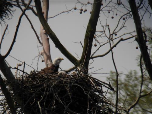 Bald eagles nesting at Pinery Narrows 1