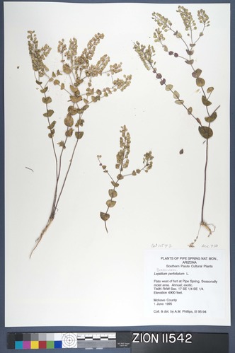 Herbarium Specimen Sheet 11542