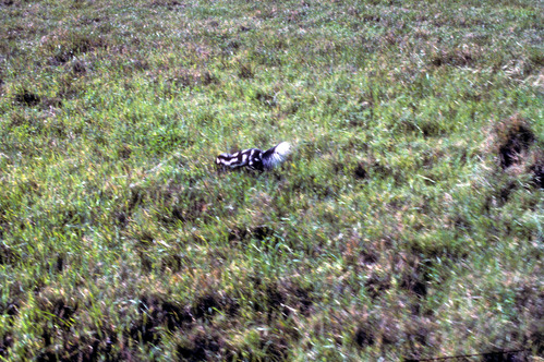 Spotted Skunk