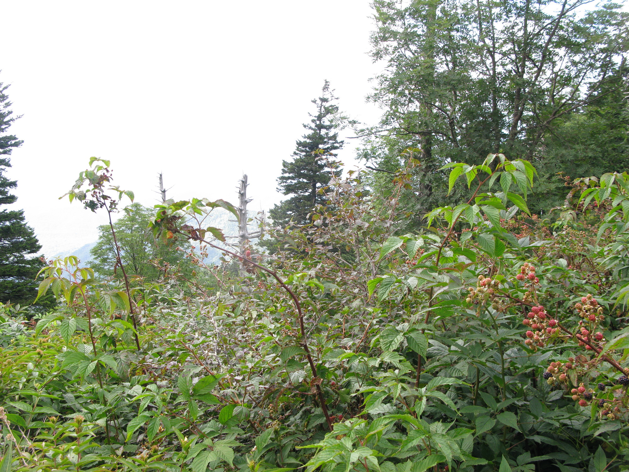 GRSM Accuracy Assessment. Plot Code: GRSM_AA_0747_2