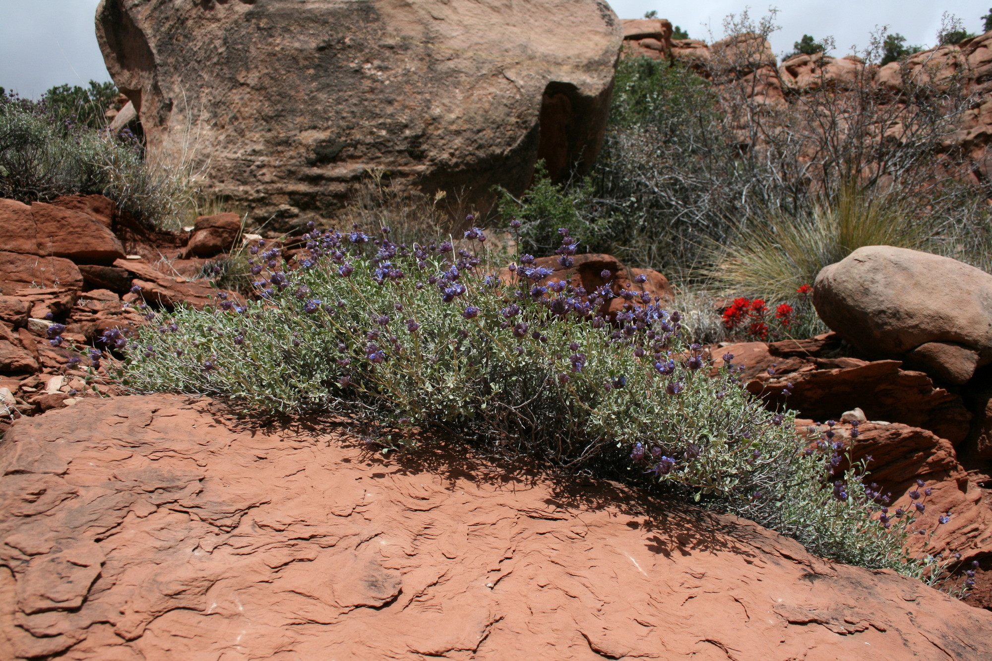 Salvia dorrii, Dorr's sage