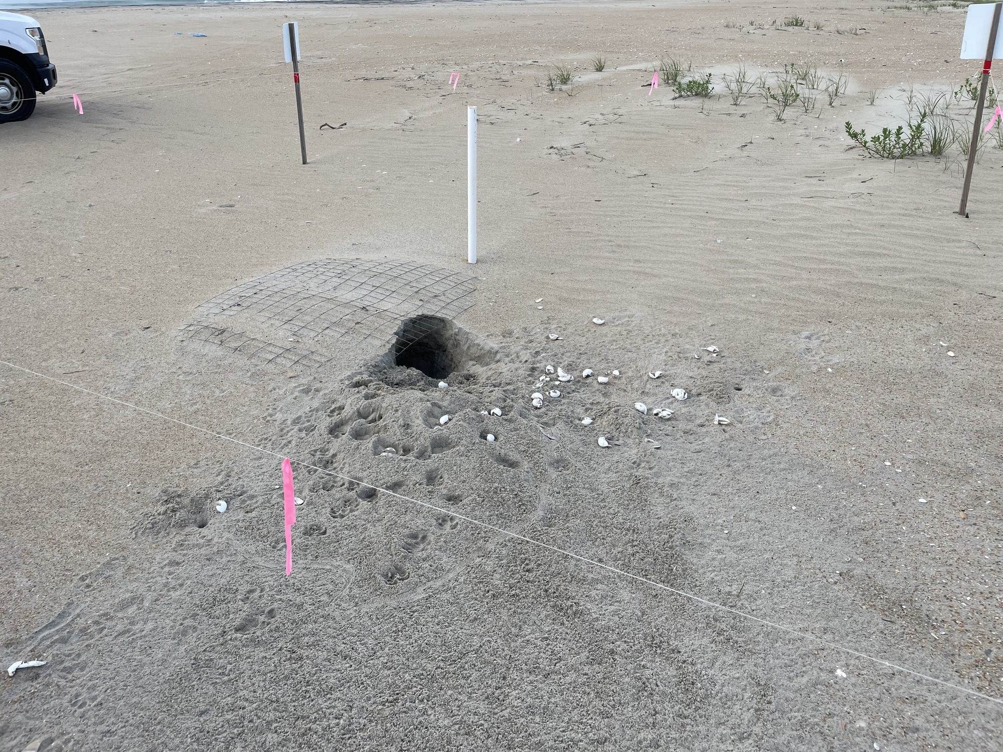 Example of a predated (coyote) sea turtle nest near Ramp 34.