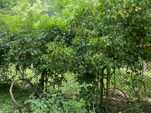 Damaged chain-link fence behind Yorktown Visitor Center