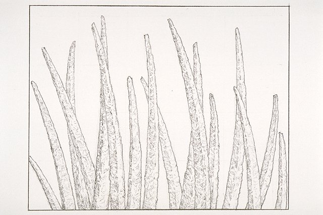 Leaves of a silversword showing the covering of silvery hairs.