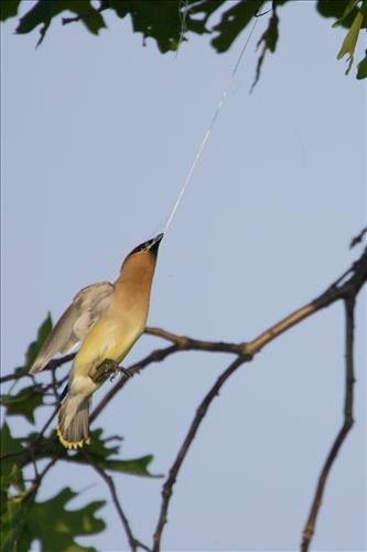 Cedar waxwing in Cuyahoga Valley National Park