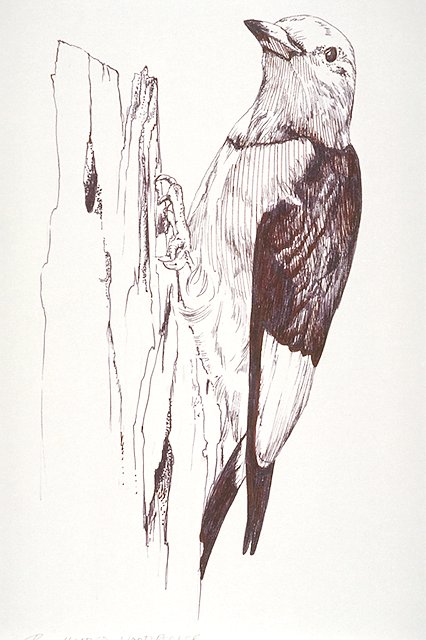 a Red-headed woodpecker