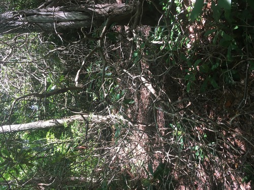 GRSM Accuracy Assessment. Plot Code: GRSM_AA_0879_2