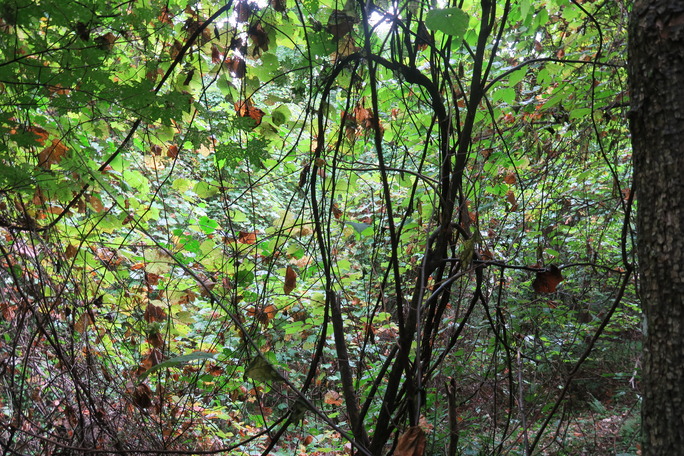 GRSM Accuracy Assessment. Plot Code: GRSM_AA_0800_6