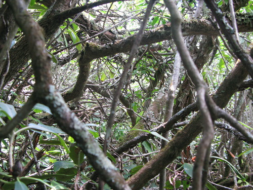 GRSM Accuracy Assessment. Plot Code: GRSM_AA_0313_3