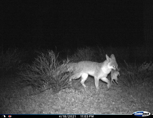 Fox walks with kit in its mouth at night