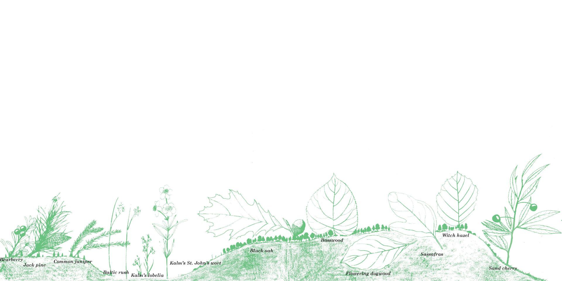 Illustration of foliage found at Indiana Dunes.
