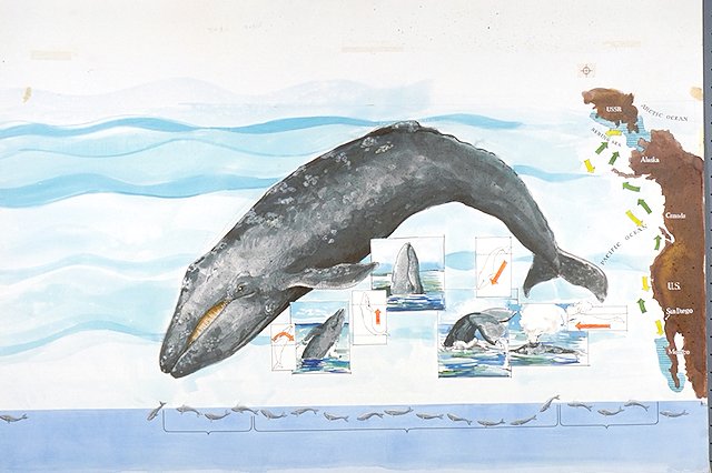Split panel art montage depicts a Pacific (California) gray whale under water;