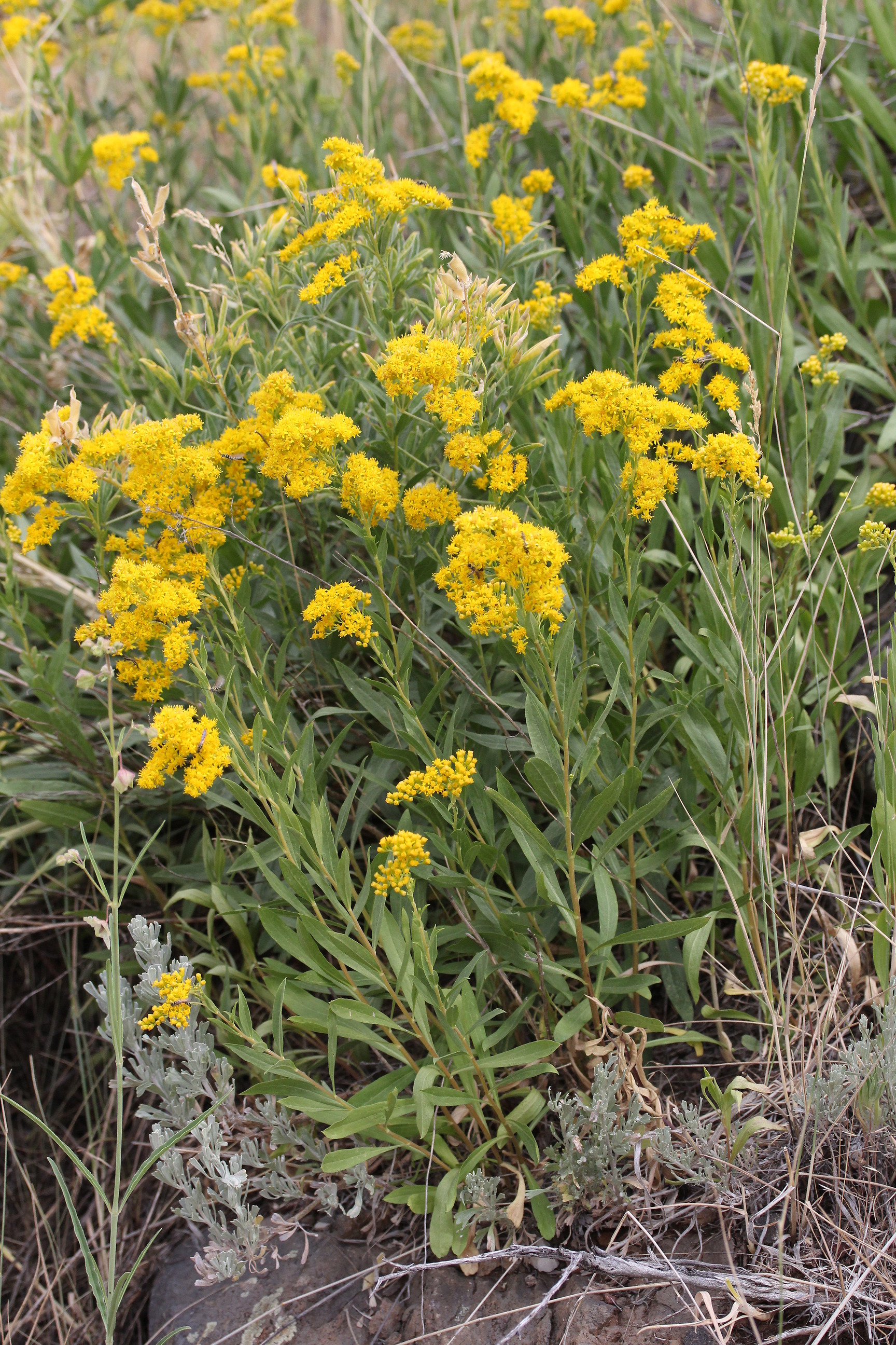 Solidago velutina, Three-nerve goldenrod