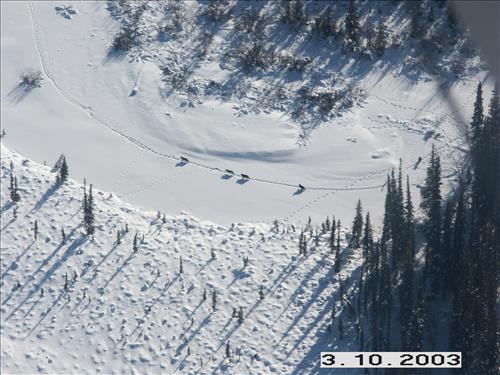 1 Yukon-Charley Rivers National Preserve Wolf Capture 2003
