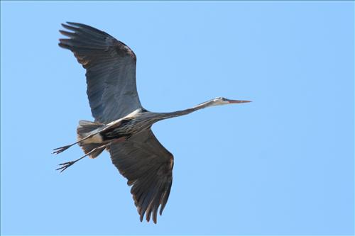 Great blue heron in Cuyahoga Valley National Park