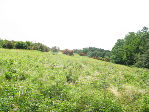 GRSM Accuracy Assessment. Plot Code: GRSM_AA_0820_5