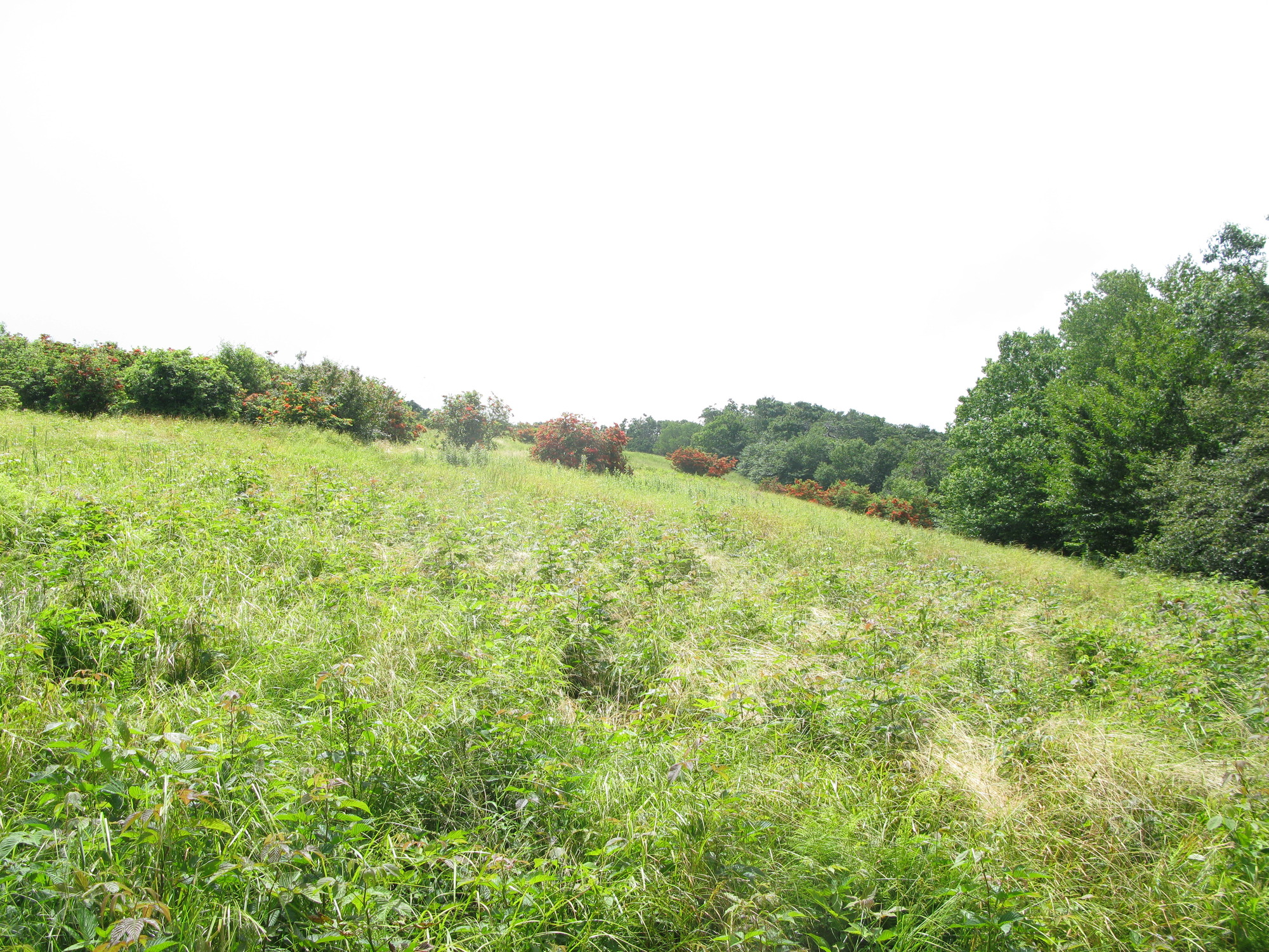 GRSM Accuracy Assessment. Plot Code: GRSM_AA_0820_5